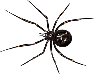 Spider - detailed vector cross isolated on white