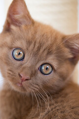 Britisch Kurzhaar Kitten Porträt