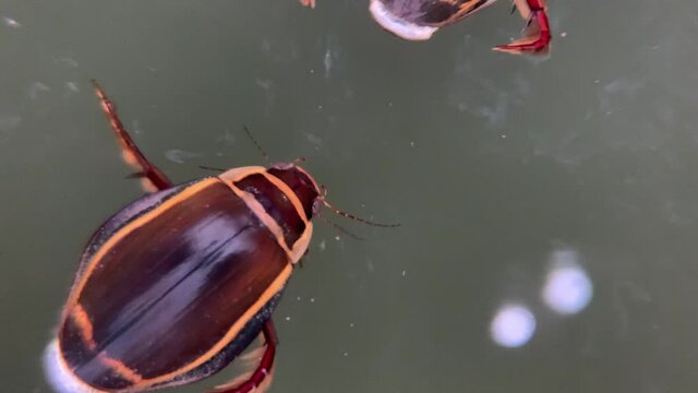 Small underwater beetles in a lake