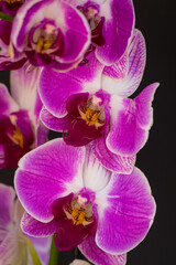 Violet and white orchid (Phalaenopsis), blooming with black background, close view