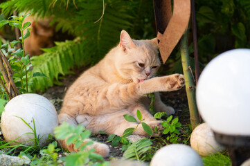 Britisch Kurzhaar Kater im Garten