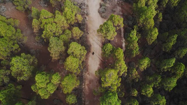 Bosque visto a vista de dron en la isla de Gran Canaria, Espa&ntilde;a
