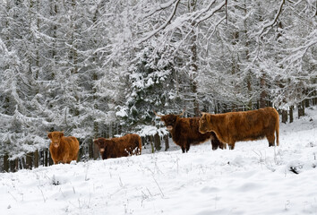 Heckrinder Winter Weide Hausrind Wald Schnee kalt Fell braun Lichtung Blick Züchtung Auerochse...