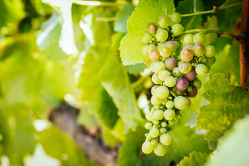 Vines on Mornington Peninsula in Australia