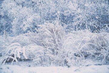 Trees and bushes in beautiful white frost. Winter forest in the snow