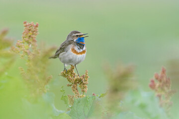 The graceful Bluethroat (Luscinia svecica)