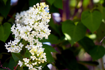 White lilac flowers on a Bush in garden