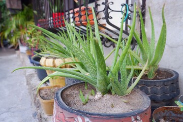 Aloe vera plants in outdoor pots