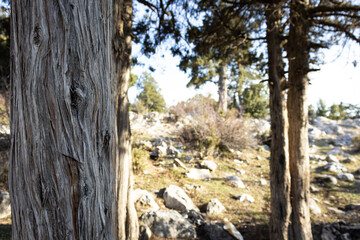 A tree trunk in a forest with a blurry background