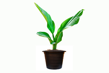 Dieffenbachia plant in black flowerpot with isolated on white background