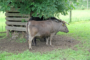 Fototapeta premium Dahomey-Rind