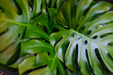 Obraz na płótnie Canvas palm green leaves background. floristic shop