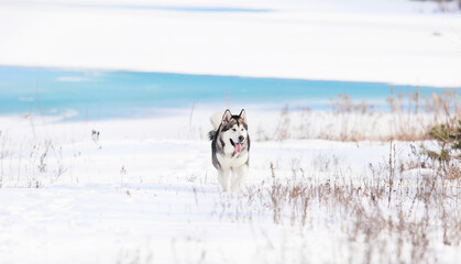 malamute dog on the winter river