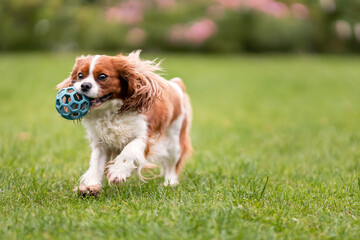 Cute cavalier king charles spaniel dog playing with toy ball on green grass at nature.