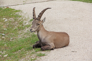 Steinbock