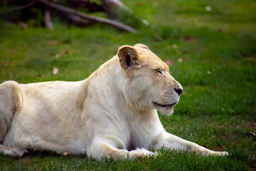 Obraz na płótnie Canvas White lioness (panthera leo) resting on grass 