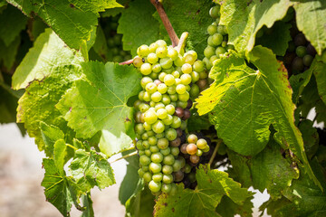 Vines on Mornington Peninsula in Australia