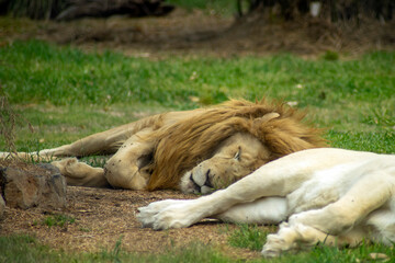 African lion (scientific name panthera leo) resting on a sunny day