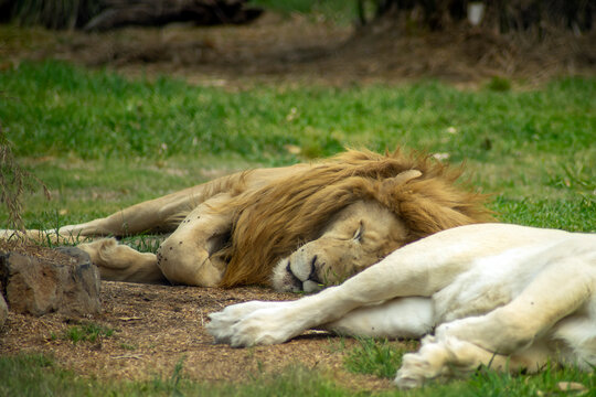 Leuzismus Bilder Durchsuchen 1,340 Archivfotos, und