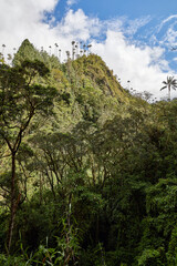 Vale de Cocora