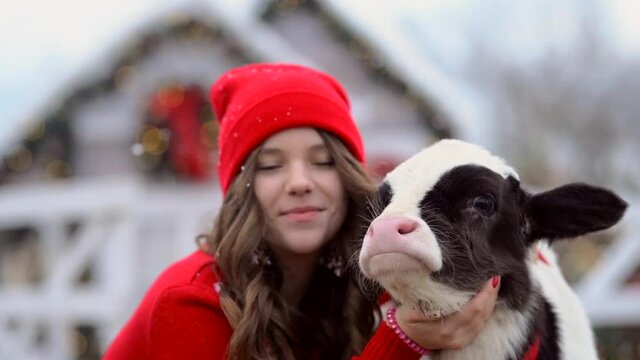 Girl posing with young bull at the white Christmas farm. Snowing. Slow mo.