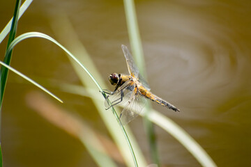 Dragonfly sitting on the leaf