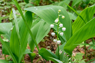 Lily of the valley