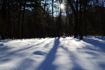 winter forest in the snow
