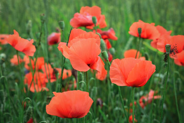 Wild poppy flowers