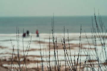 People walk along the Baltic beach in January. Background from the sea and beach skvol willow branches in a winter evening on the coast of Latvia.