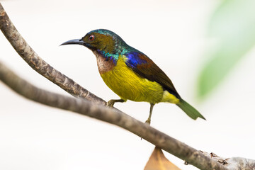 Brown-throated Sunbird  - Adult Male - Bangkok, Thailand