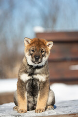 Close-up Portrait of an Shikoku puppy in winter. Shikoku ken puppy. Kochi-ken dog