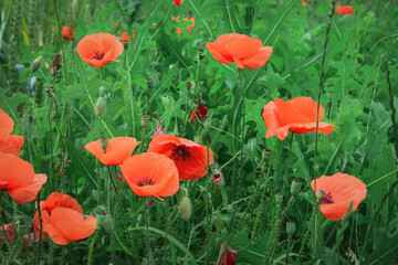 Wild poppy flowers
