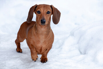 image of dog snow background 