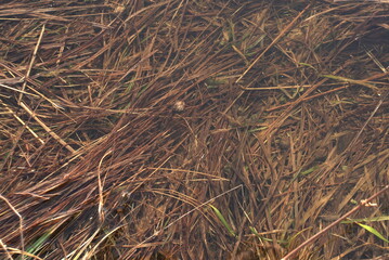Fototapeta na wymiar Grass Found Under Water As Nature Background Texture