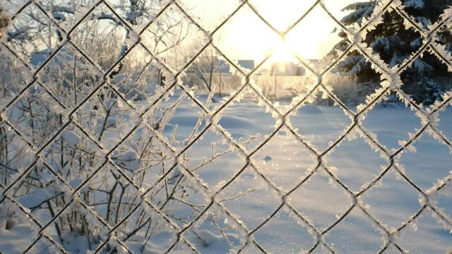 Rabitz. covered with frost, snow.