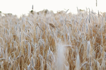 golden wheat field in summer