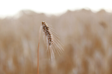 golden wheat field in summer