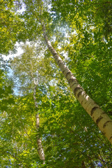 Fototapeta premium Birch Tree
