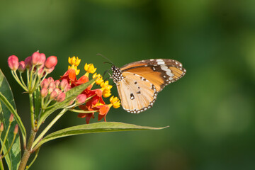 Plain Tiger butterfly feeding on tiny colourful flowers