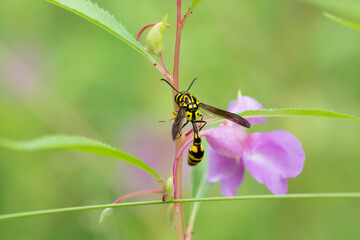 Potter wasp resting on a plant