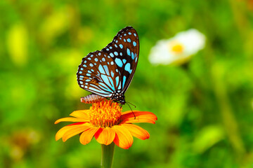 Butterfly Blue Tiger or Danaid Tirumala limniace on orange flower the red sunflower or Mexican sunflower (Tithonia rotundifolia, Asteraceae family), with green yellow blurred bokeh background