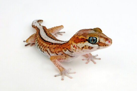 Ocelot gecko // Madagaskar Grosskopfgecko (Paroedura picta)