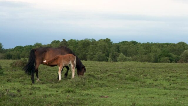 Wild female horse or mare with her male foal suckling for milk in the New Forest, England
