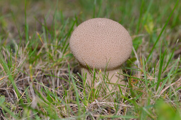 Flaschen-Stäubling im Wald	