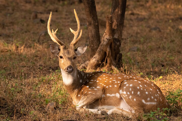 Male Spotted Deer resting under a tree