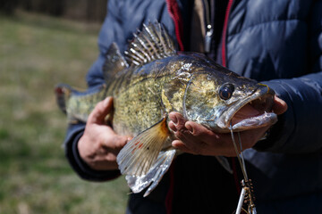 Happy angler with zander fishing trophy.Caught zander in hands of a fisherman