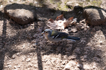 Small bird catching food in the floor