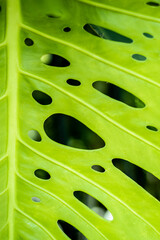 Fototapeta na wymiar closeup on holes in a green monstera deliciosa plant leaf