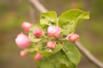 Blooming Apple tree in spring. Close up. Selective focus.